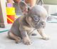 French Bulldog Puppies for sale in Colorado Springs, CO, USA. price: $3,500