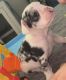 French Bulldog Puppies for sale in Chandler, AZ, USA. price: NA