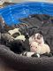 French Bulldog Puppies for sale in Glen Burnie, MD, USA. price: $3,000