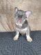 French Bulldog Puppies for sale in Dundee, NY 14837, USA. price: $1,250