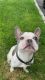 French Bulldog Puppies for sale in Lake Success, NY, USA. price: NA