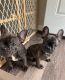 French Bulldog Puppies for sale in Royal Oak, MI, USA. price: $1,900