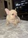 French Bulldog Puppies for sale in Patterson, CA 95363, USA. price: NA