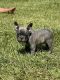 French Bulldog Puppies for sale in Americus, GA 31709, USA. price: NA