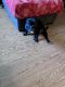 French Bulldog Puppies for sale in 8825 Woodman Ave, Arleta, CA 91331, USA. price: NA