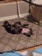 French Bulldog Puppies for sale in Albuquerque, NM, USA. price: $4,500