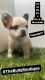 French Bulldog Puppies for sale in Port St. Lucie, FL, USA. price: $20,000