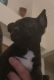 French Bulldog Puppies for sale in Fort Myers, FL, USA. price: $1,000
