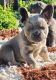 French Bulldog Puppies for sale in California City, CA, USA. price: $3,900