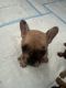 French Bulldog Puppies for sale in Honolulu, HI, USA. price: $3,000