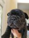 French Bulldog Puppies for sale in Haymarket, VA 20169, USA. price: NA