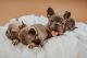 French Bulldog Puppies for sale in Grand Prairie, TX, USA. price: $3,000