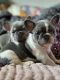 French Bulldog Puppies for sale in Newcastle, CA 95658, USA. price: $3,000