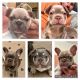 French Bulldog Puppies for sale in Decatur, TX 76234, USA. price: $32,500