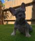 French Bulldog Puppies for sale in Claremont, CA, USA. price: $1,800