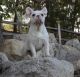 French Bulldog Puppies for sale in La Mirada, CA, USA. price: $2,500