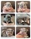 French Bulldog Puppies for sale in Malta, ID 83342, USA. price: NA