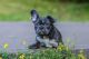 French Bulldog Puppies for sale in St Paul, MN, USA. price: $3,000