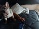French Bulldog Puppies for sale in Odessa, TX, USA. price: $1,000