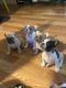 French Bulldog Puppies for sale in Redding, CA, USA. price: $1,800