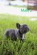 French Bulldog Puppies for sale in 5900 Bent Pine Dr, Orlando, FL 32822, USA. price: $2,000