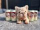 French Bulldog Puppies for sale in Canoga Park, CA 91304, USA. price: NA