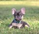 French Bulldog Puppies for sale in Richmond, TX, USA. price: NA