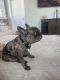 French Bulldog Puppies for sale in Syracuse, NY, USA. price: NA