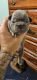 French Bulldog Puppies for sale in Marion, IN, USA. price: $2,500