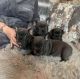 French Bulldog Puppies for sale in Trenton, NJ, USA. price: NA
