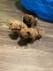 French Bulldog Puppies for sale in 107 Shubuta Dr, Greenville, SC 29617, USA. price: $4,500
