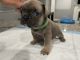 French Bulldog Puppies for sale in Alta Loma, CA 91701, USA. price: $1,900