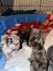 French Bulldog Puppies for sale in Novi, MI, USA. price: NA