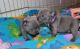 French Bulldog Puppies for sale in Huntsville, AL, USA. price: $800