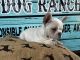 French Bulldog Puppies for sale in Toccoa, GA 30577, USA. price: $3,000