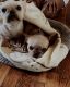 French Bulldog Puppies for sale in Charlotte, NC, USA. price: $2,500