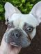 French Bulldog Puppies for sale in Salem, OR 97306, USA. price: $1,200