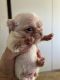 French Bulldog Puppies for sale in Honolulu, HI, USA. price: $6,000