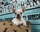 French Bulldog Puppies for sale in Toccoa, GA 30577, USA. price: NA