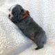 French Bulldog Puppies for sale in Dallas, TX, USA. price: $800