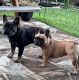French Bulldog Puppies for sale in League City, TX, USA. price: NA