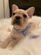 French Bulldog Puppies for sale in Dayton, OH, USA. price: $2,500