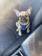 French Bulldog Puppies for sale in Arlington, TX, USA. price: $1,500