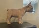 French Bulldog Puppies for sale in Richmond, VA, USA. price: $2,000