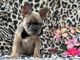 French Bulldog Puppies for sale in Lancaster, PA, USA. price: $995
