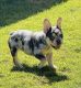 French Bulldog Puppies for sale in Nashville, TN, USA. price: $750