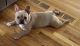 French Bulldog Puppies for sale in Papillion, NE, USA. price: $1,500