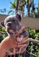 French Bulldog Puppies for sale in Oxnard, CA 93030, USA. price: NA