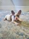 French Bulldog Puppies for sale in Orangevale, CA 95662, USA. price: $3,000