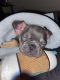 French Bulldog Puppies for sale in Chico, CA, USA. price: $2,000